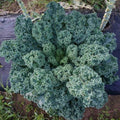 Dwarf Blue Curled Scotch Kale Seeds – Brassica oleracea var. sabellica – Compact, Curly Leaf, Non-GMO Garden Seeds with Tracking