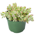 Live Rare Cotyledon Pendens Succulent in 4” Planter Pot – Indoor Trailing Houseplant, Crassulaceae, South Africa