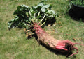 Mammoth Red Mangle Beet Seeds - Heirloom Non-GMO Beta vulgaris - Giant Beets Up to 25 Pounds - Pack of 25-3200 Seeds