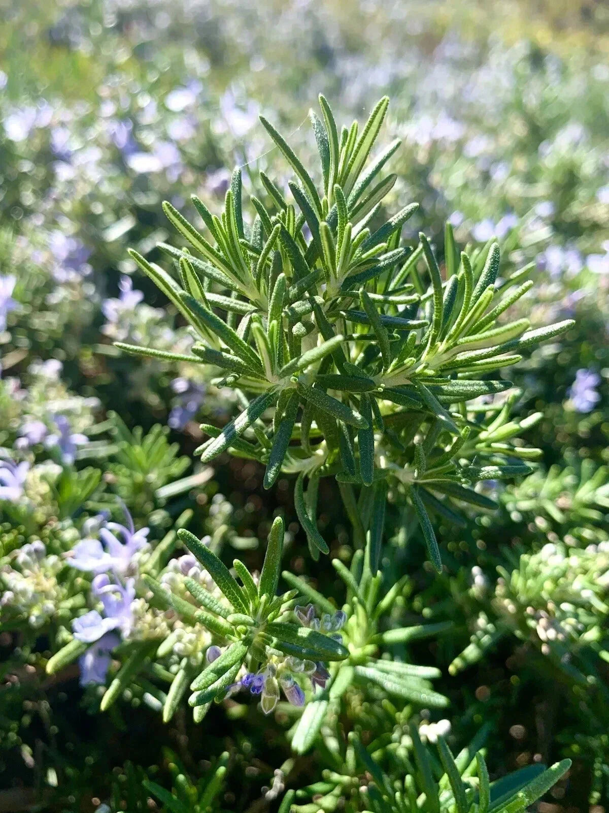 Rosemary Seeds 100 Count Salvia Rosmarinus Aromatic Culinary Herb for Gardening and Landscaping