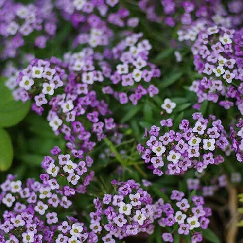 Purple Alyssum Seeds | Lobularia maritima | Heirloom Violet Queen Flower Seeds | Non-GMO, Fragrant, Pollinator Attracting