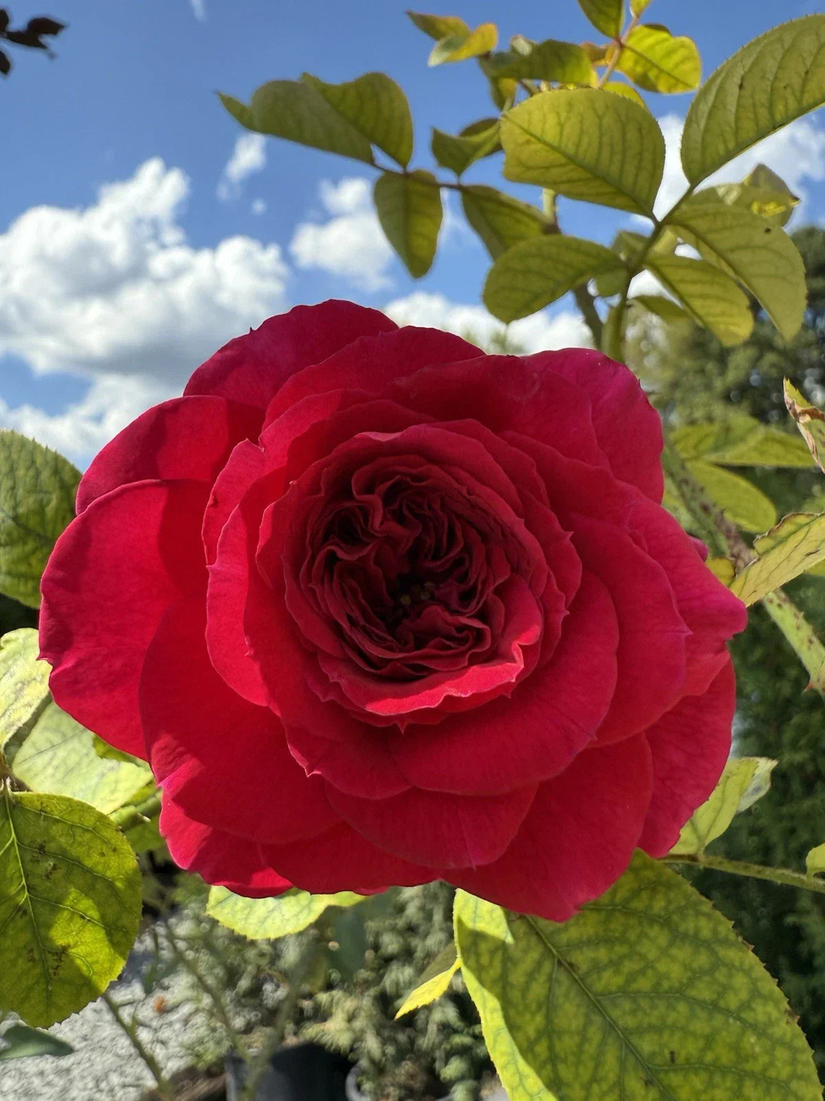 Fragrant English Climber Rose Cuttings - Ausmove Unrooted Shrub Rose for Gardens & Landscapes