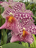 Rooted Oncidium Orchid Plant - Bare Root Bulb - Tropical Houseplant - Epiphytic Orchid - Bright Indirect Light