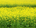 Black Mustard Seeds Pack - Brassica Nigra Organic Heirloom Non-GMO Seeds for Growing