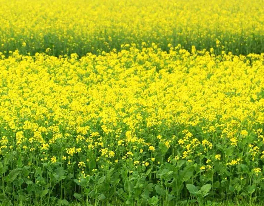 Black Mustard Seeds Pack - Brassica Nigra Organic Heirloom Non-GMO Seeds for Growing
