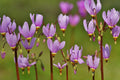 Shooting Star Bare Root Perennial Plant - Dodecatheon Meadia - Pink and White Flowers - Garden Flower