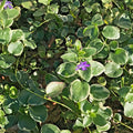 Variegated Vinca Groundcover Starter Plants - Lavender Periwinkle Flowers - Vinca minor 'Variegata'