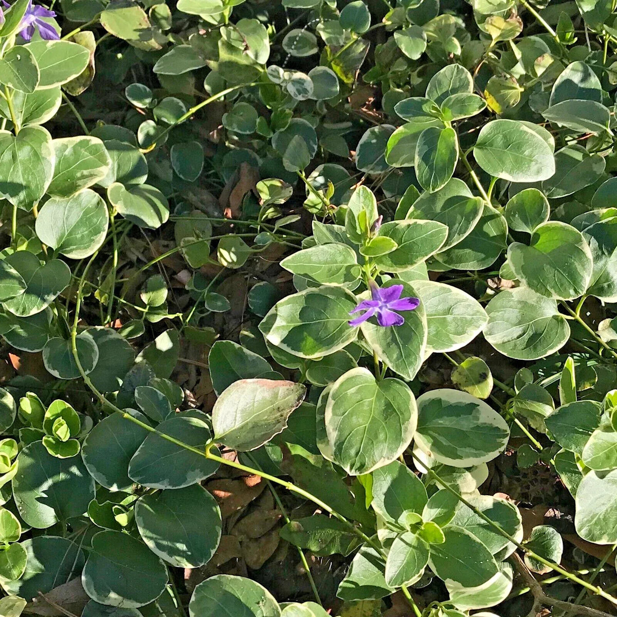 Variegated Vinca Groundcover Starter Plants - Lavender Periwinkle Flowers - Vinca minor 'Variegata'