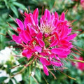 Cleome Seeds - 200 Non-GMO Cherry Queen Spider Plant - Attracts Butterflies & Bees - Cleome hassleriana Annual