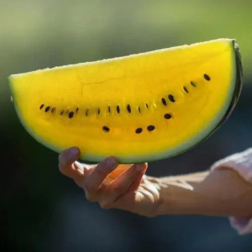 Yellow Flesh Moon and Stars Watermelon Seeds - Heirloom Non-GMO Organic Gardening Seeds, Citrullus lanatus