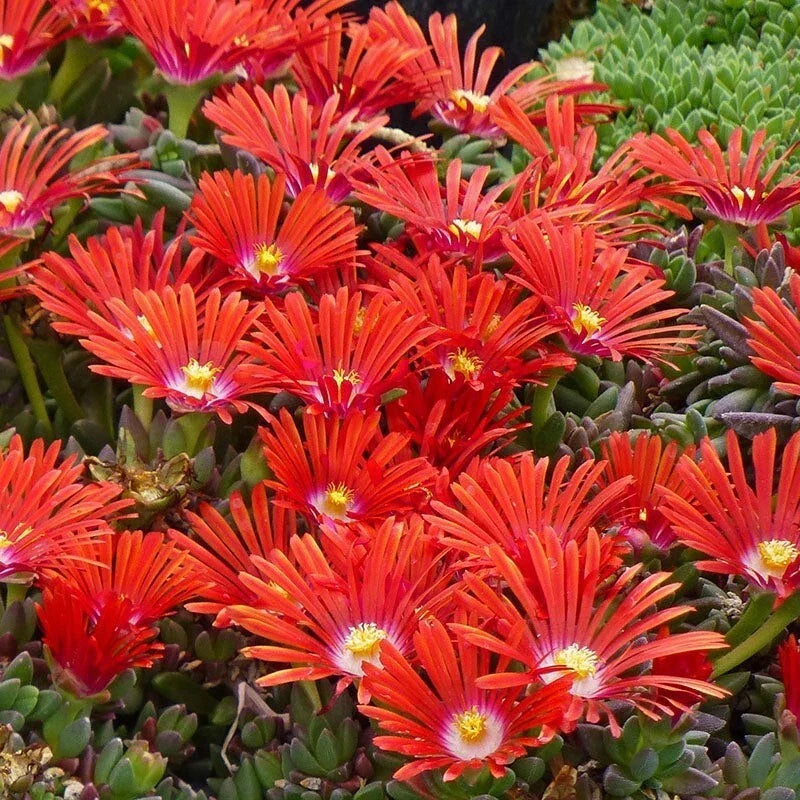 Red Ice Plant Live Succulent Ground Cover – Delosperma cooperi – Vibrant Red Foliage in 1 Pot