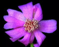 Rare Pereskia Quisquellana Succulent Plant in 4" Pot | Exotic Cactus Collection | Unique Green Foliage