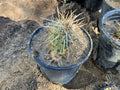 Echinocereus Engelmannii Live Rooted Hedgehog Cactus Plant, Succulent, Drought-Tolerant, Native to Arid Regions