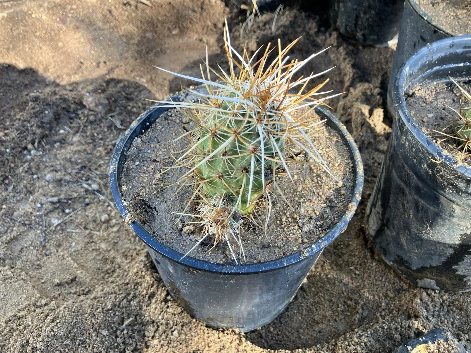 Echinocereus Engelmannii Live Rooted Hedgehog Cactus Plant, Succulent, Drought-Tolerant, Native to Arid Regions