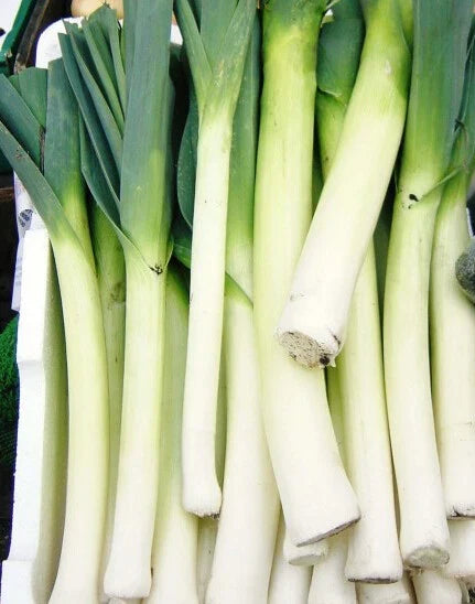 Leek Seeds - 200+ American Flag Variety Allium porrum Vegetable Seeds for Home Gardens and Culinary Use