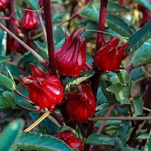 Thai Roselle Seeds - 25 Packets Edible Hibiscus Hibiscus sabdariffa Non-GMO Heirloom
