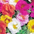 Portulaca Rose Moss Seeds - 500+ Flower Seeds for Garden, Container, Basket, Window Box - Easy to Grow, Vibrant Colors, Drought Tolerant