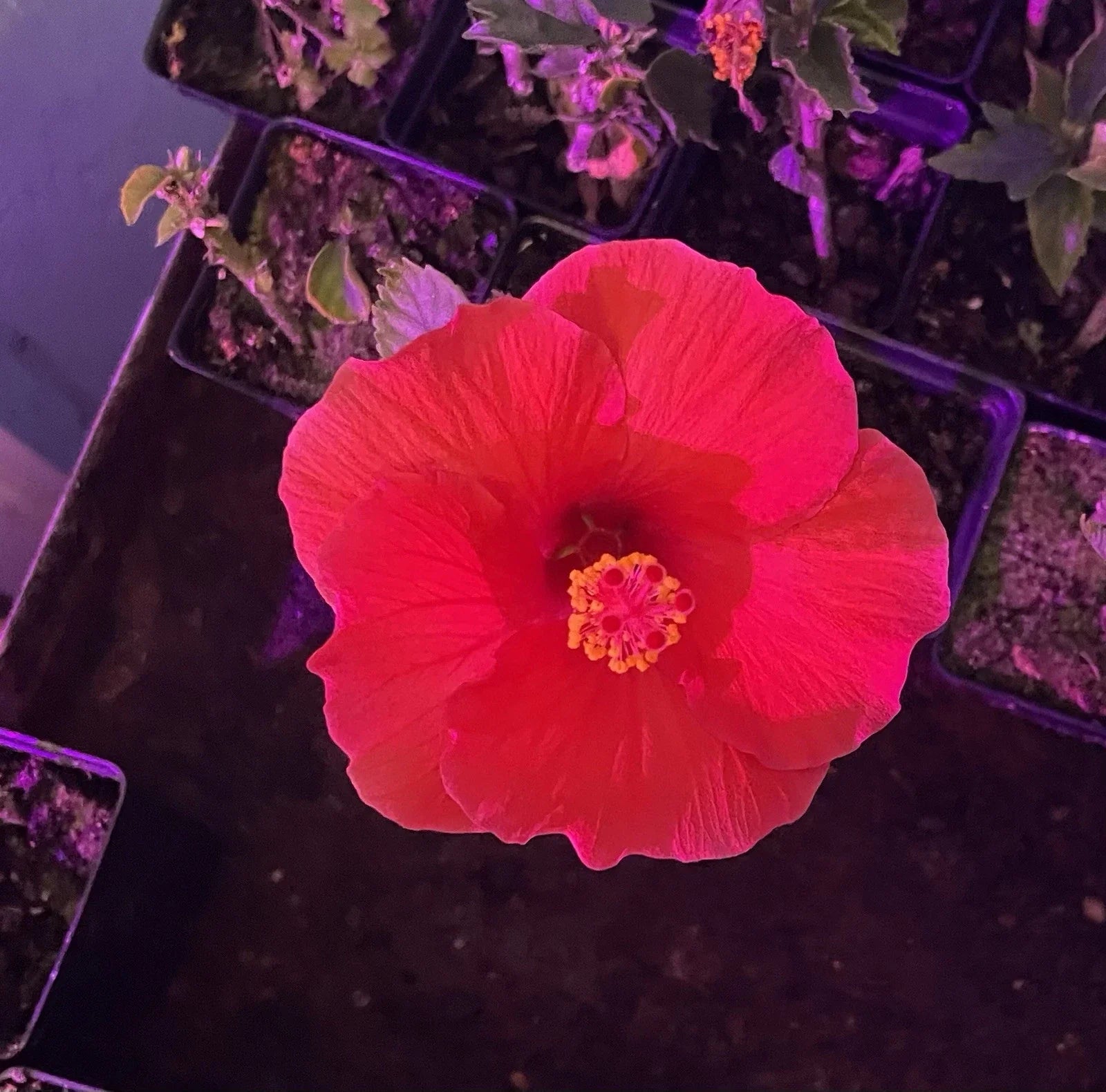 Red Hibiscus Rooted Cuttings - 2 Live Plants, Hibiscus rosa-sinensis, 5 Inch Tall, Tropical Flowering Plant, Easy Care, Free Shipping