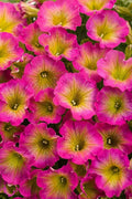 Yellow Pink Petunia Seeds – Perennial & Annual Flower Seeds for Gardens & Containers – Petunia × atkinsiana