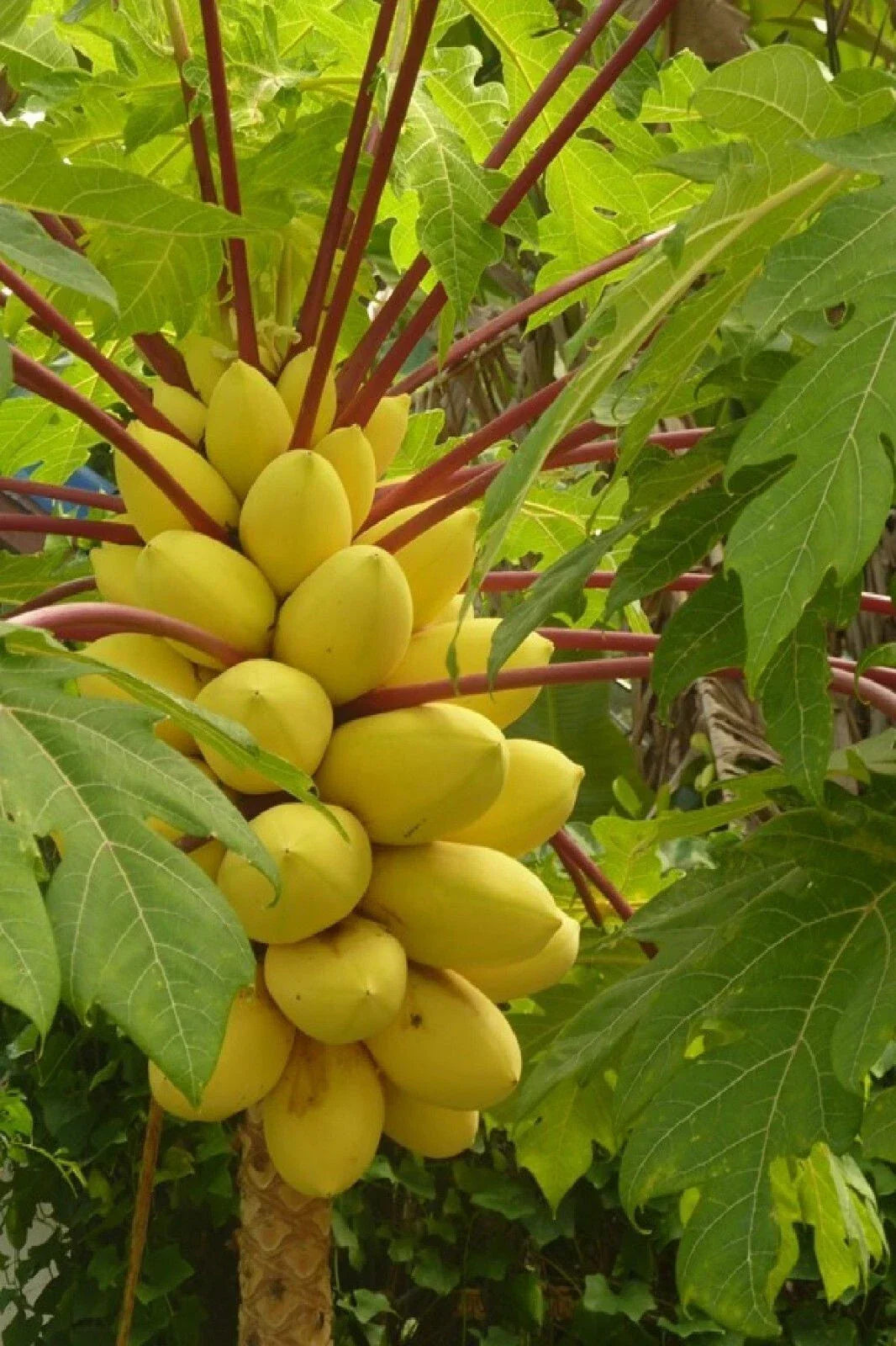 Hortus Gold Papaya Seeds – 25+ Carica papaya Tropical Fruit Tree for Garden Planting, Organic, Fast Shipping