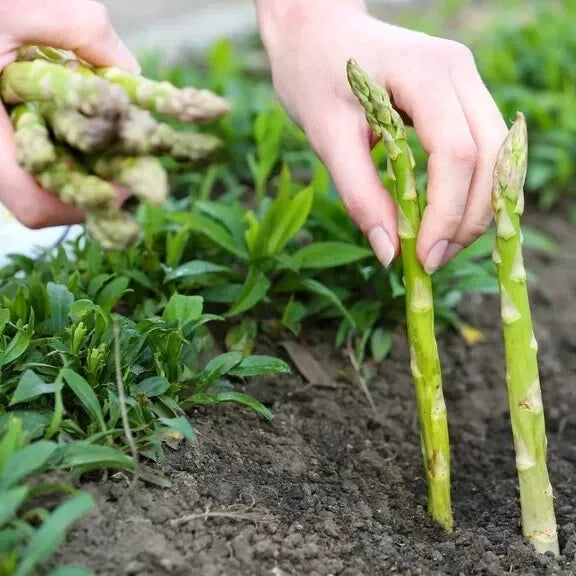 Asparagus Seeds 200 Count - Mary Washington Heirloom Non-GMO - Asparagus officinalis - Perennial Vegetable for Home Gardens