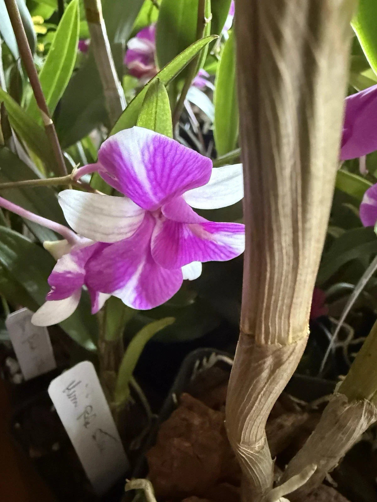 Dendrobium Orchid Plant Mix – 3 Rooted Stems – Indoor Exotic Houseplant – Dendrobium spp.