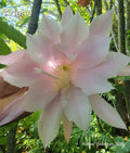 Epiphyllum 'Arlene' Unrooted Cutting - Rare Orchid Cactus, Colorful Succulent Plant for Propagation, Epiphyllum oxypetalum