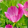 Purple Gleam California Poppy Seeds - 500+ Native Wildflower Seeds for Gardens & Meadows - Eschscholzia californica