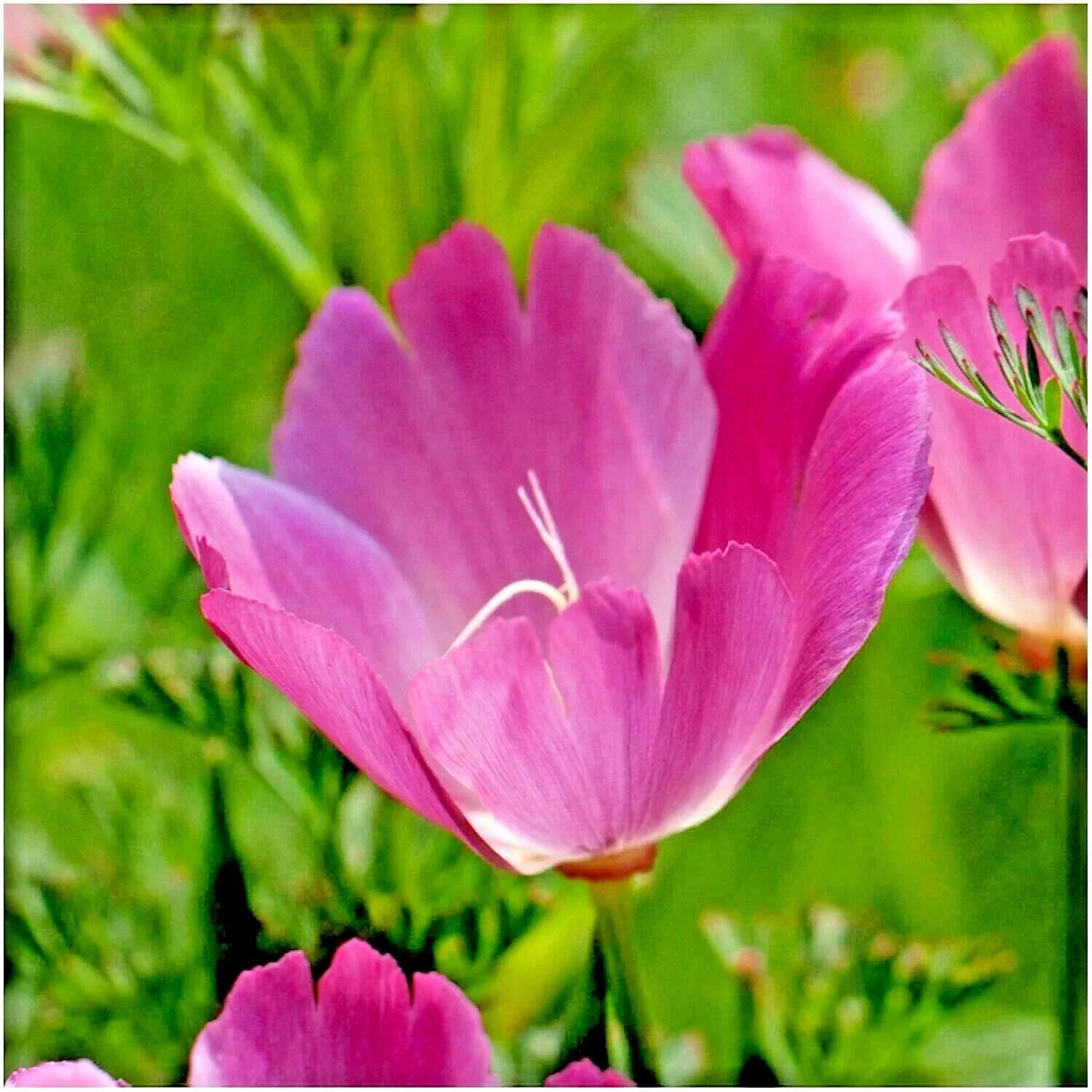 Purple Gleam California Poppy Seeds - 500+ Native Wildflower Seeds for Gardens & Meadows - Eschscholzia californica