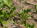 Organic Horseradish Plants - 2 Pack, Armoracia rusticana, Easy to Grow, Fresh Culinary Herb, Perennial, Live Roots