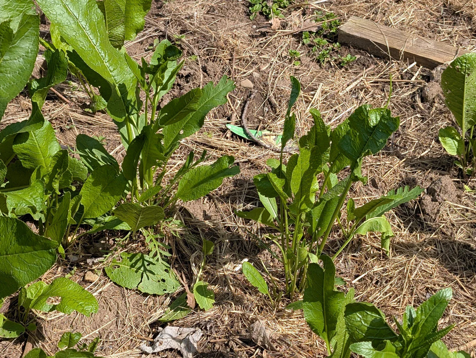 Organic Horseradish Plants - 2 Pack, Armoracia rusticana, Easy to Grow, Fresh Culinary Herb, Perennial, Live Roots