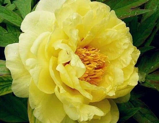 Peony Seeds 10 Pack - Exotic Flower Variety Paeonia spp. - Fragrant Blooms for Garden, Borders & Containers