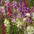 Snapdragon Flower Seeds 5000+ "Northern Lights" Mixed Colors Antirrhinum majus, Easy-to-Grow, Vibrant Garden Seeds