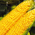 Jubilee Sweet Corn Seeds – Hybrid Golden Yellow Zea mays – High-Yield Sweet Corn for Home Gardens & Farming