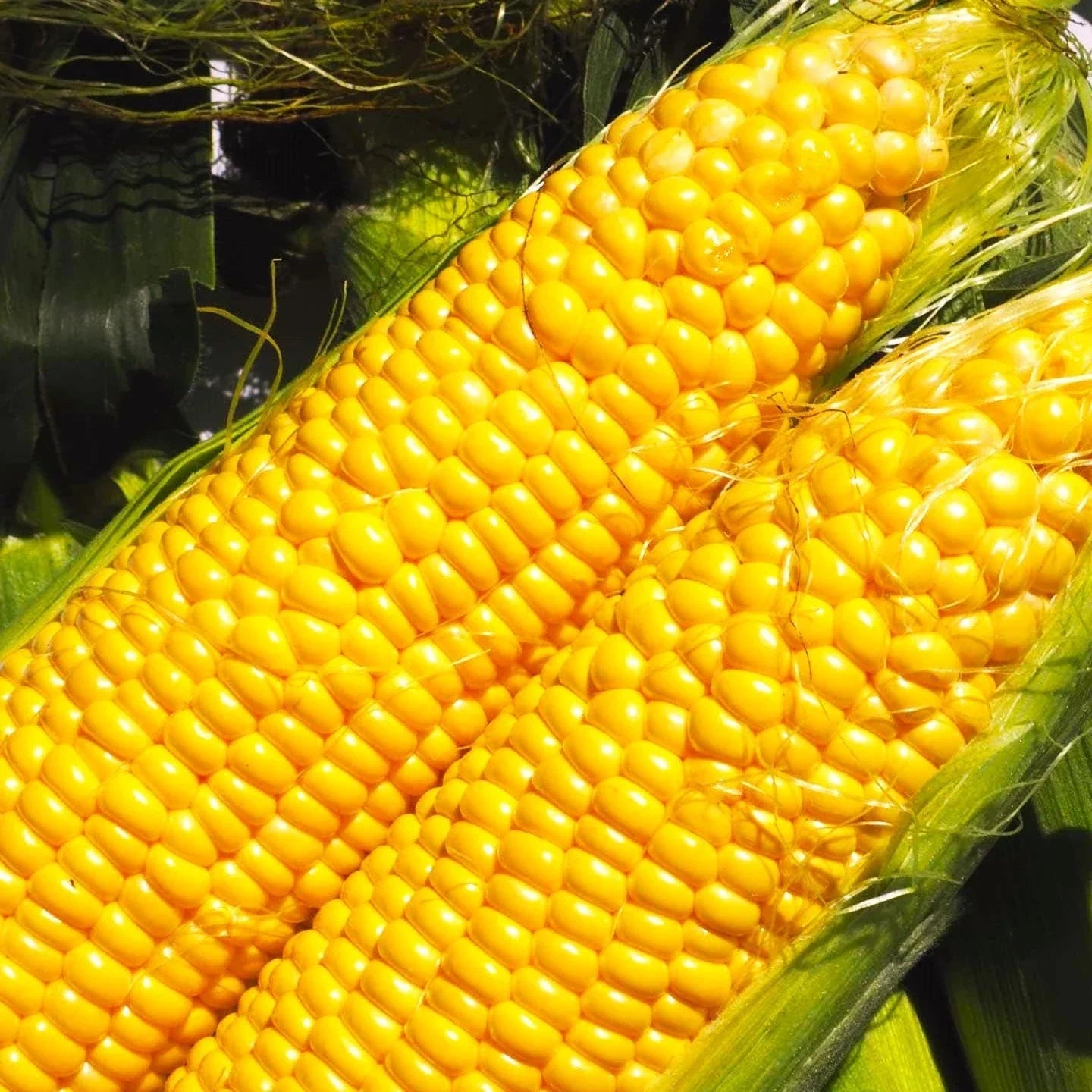 Jubilee Sweet Corn Seeds – Hybrid Golden Yellow Zea mays – High-Yield Sweet Corn for Home Gardens & Farming
