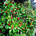 Strawberry Guava Tree Seeds, Edible Fruit Plant, Psidium cattleianum, Organic Gardening Seeds for Home Garden