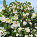 Fairy Cream Magnolia Tree - Well-Rooted Michelia doltsopa with Cream Fragrant Blooms for Gardens and Landscaping