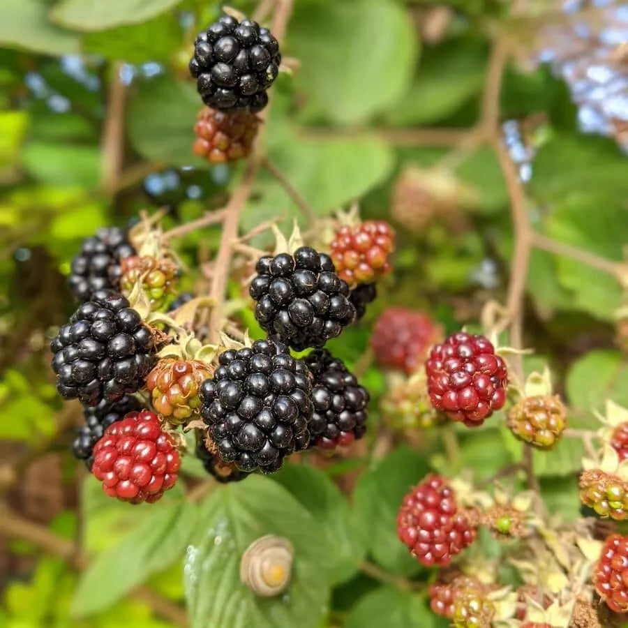 Southern Wild Blackberry Bush Live Starter Plant 3.5" Pot Rubus fruticosus Blackberries, Full Sun, Well-Drained Soil