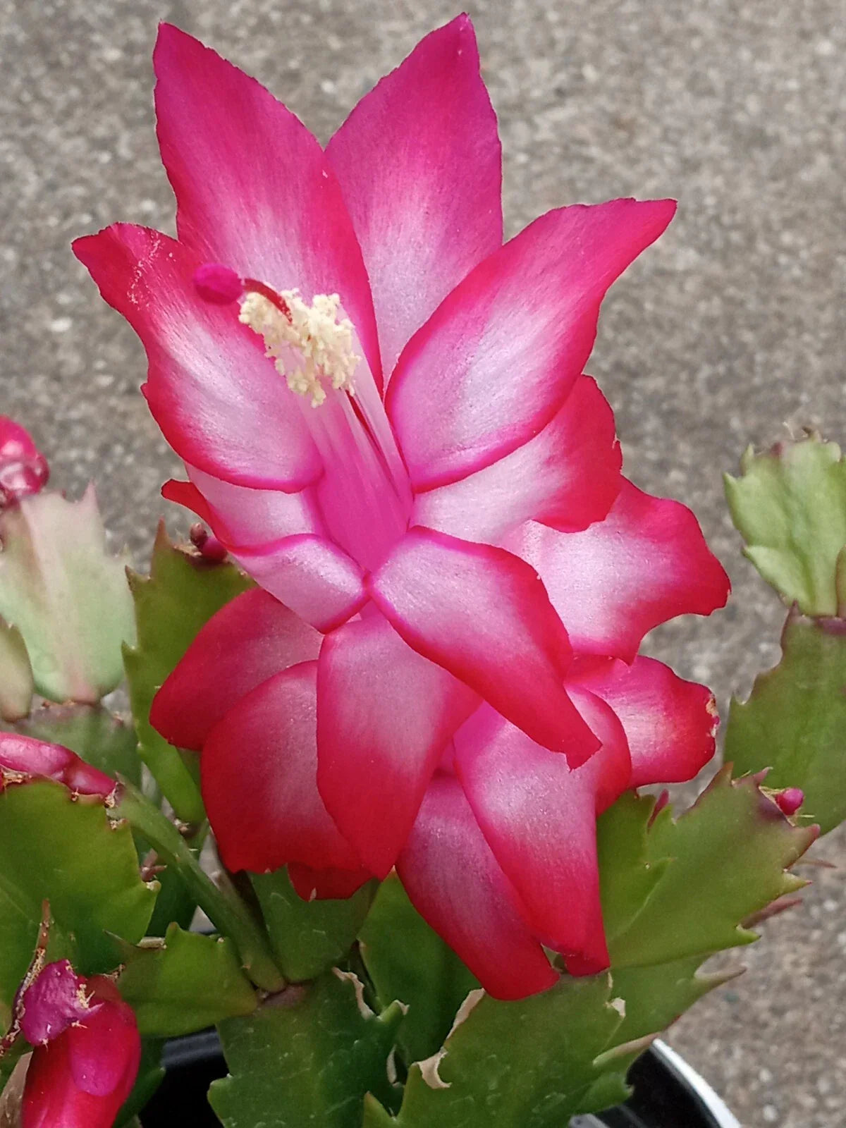 Thanksgiving Holiday Cactus Plant - Red Schlumbergera Zygocactus Leaf Cuttings - Indoor Decorative Succulent