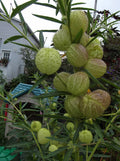 Perennial Butterfly Balls Seeds - 20 Hairy Ball Flower Seeds for Garden Attracts Butterflies - Gynandropsis gynandra