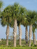 Sabal Palm Seeds, 10 Fresh Cabbage Palm Seeds, Texas Sabal Palmetto, Garden Planting Seeds for Landscaping