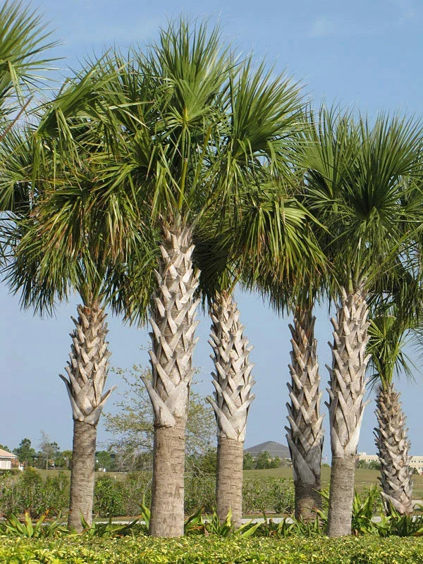 Sabal Palm Seeds, 10 Fresh Cabbage Palm Seeds, Texas Sabal Palmetto, Garden Planting Seeds for Landscaping