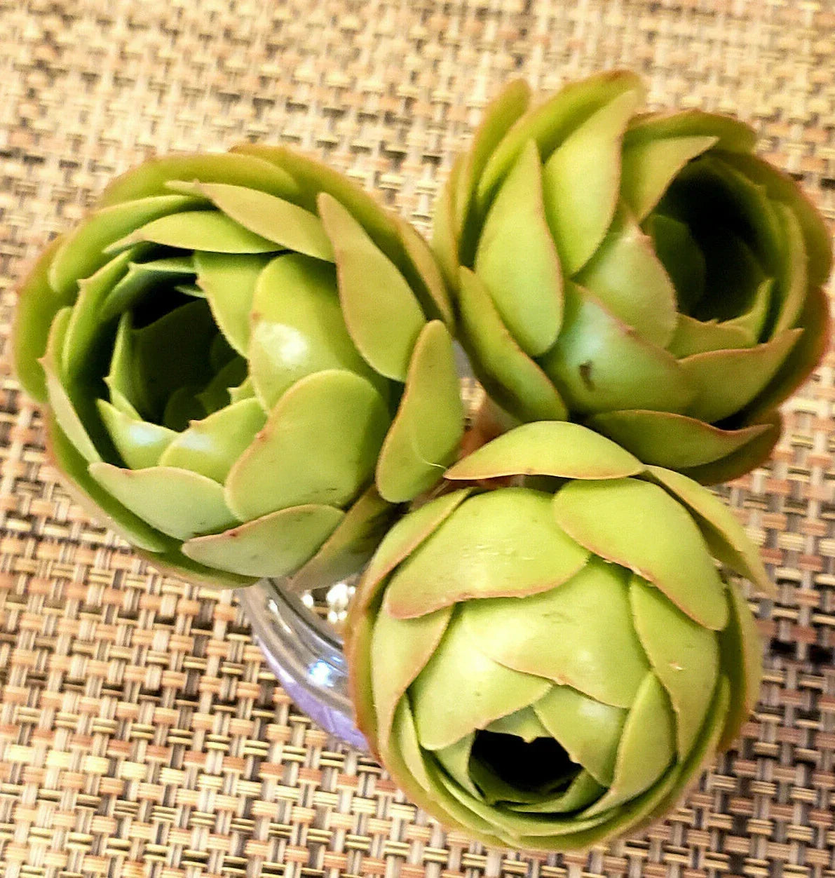 Aeonium Cuttings 2" Diameter Rose Bud Appearance Succulent Propagation Aeonium spp.
