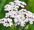 White Yarrow Seeds 1000+ Achillea millefolium Perennial Herb for Flower Garden, Pollinator Attracting