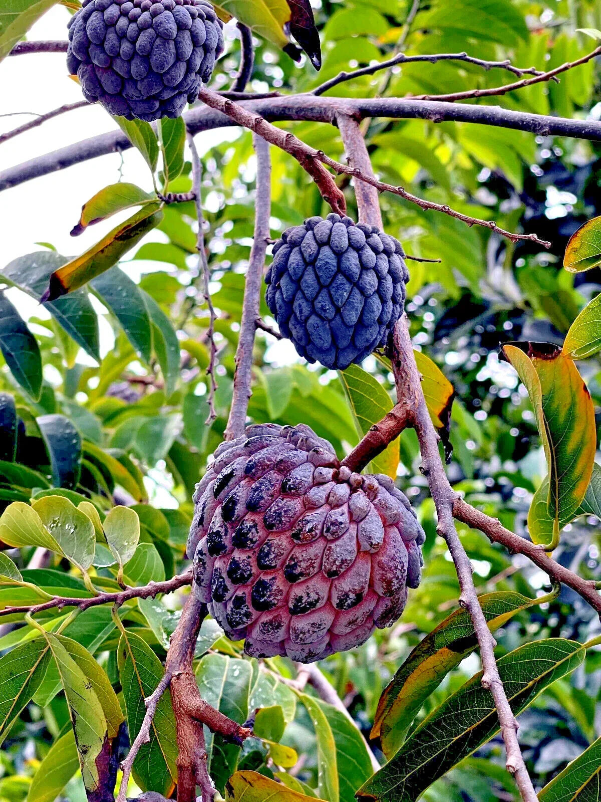 Thai Purple Sugar Apple Tree Seeds - Annona squamosa, Rare Sweetsop Fruit, Tropical Gardening, 10 Seeds