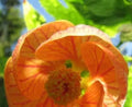 Abutilon Seeds - Bellvue Mix Flowering Maple Tropical Abutilon - 25 Seeds for Garden, Patio, Container Planting