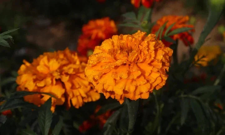 Southern Cone Marigold Seeds - Tagetes erecta, Annual Garden Planting, Vibrant Orange & Yellow Blooms, 25+ Seeds for Beds & Containers