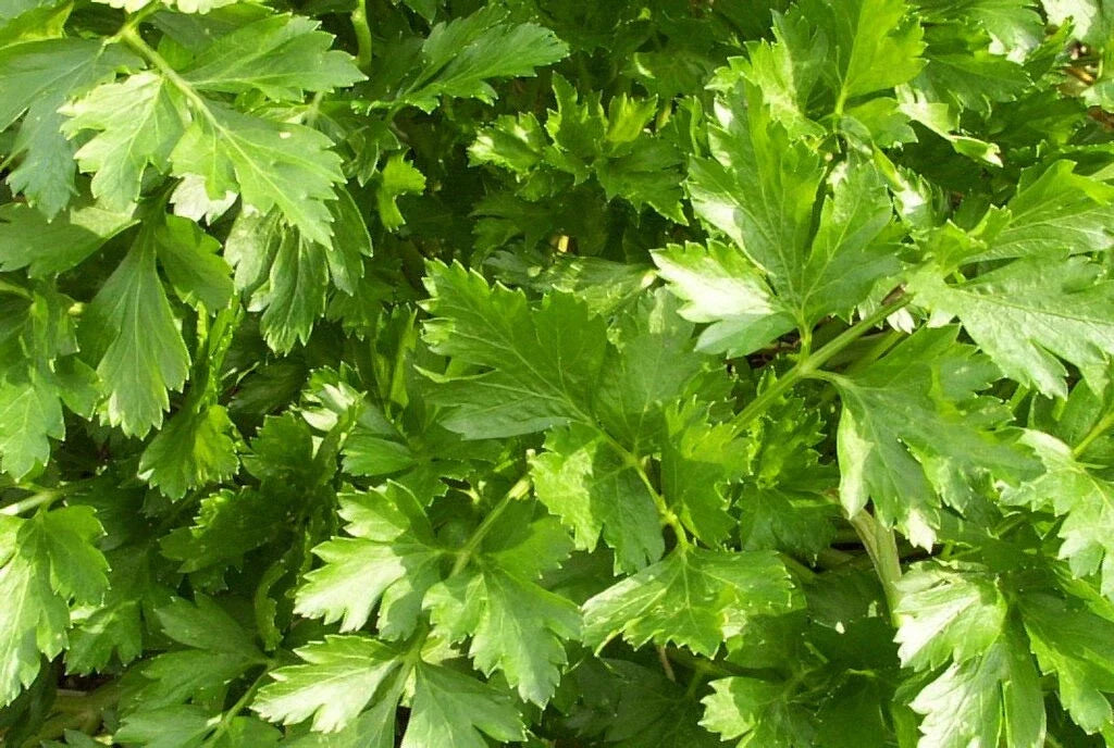 Organic Parsley Live Starter Plant - Giant of Italy - Fresh Culinary Herb