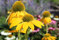 Yellow Coneflower Seeds - 200+ Pack, Echinacea paradoxa, Garden Planting, Native Perennial, Full Sun, USA Grown