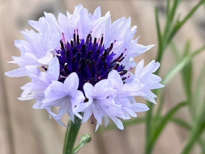 Bachelor's Button Seeds 50 Pack White Blue Annual Flower Seeds Centaurea cyanus for Garden Planting